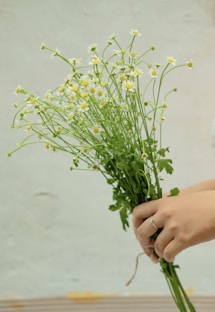 a person holding a plant