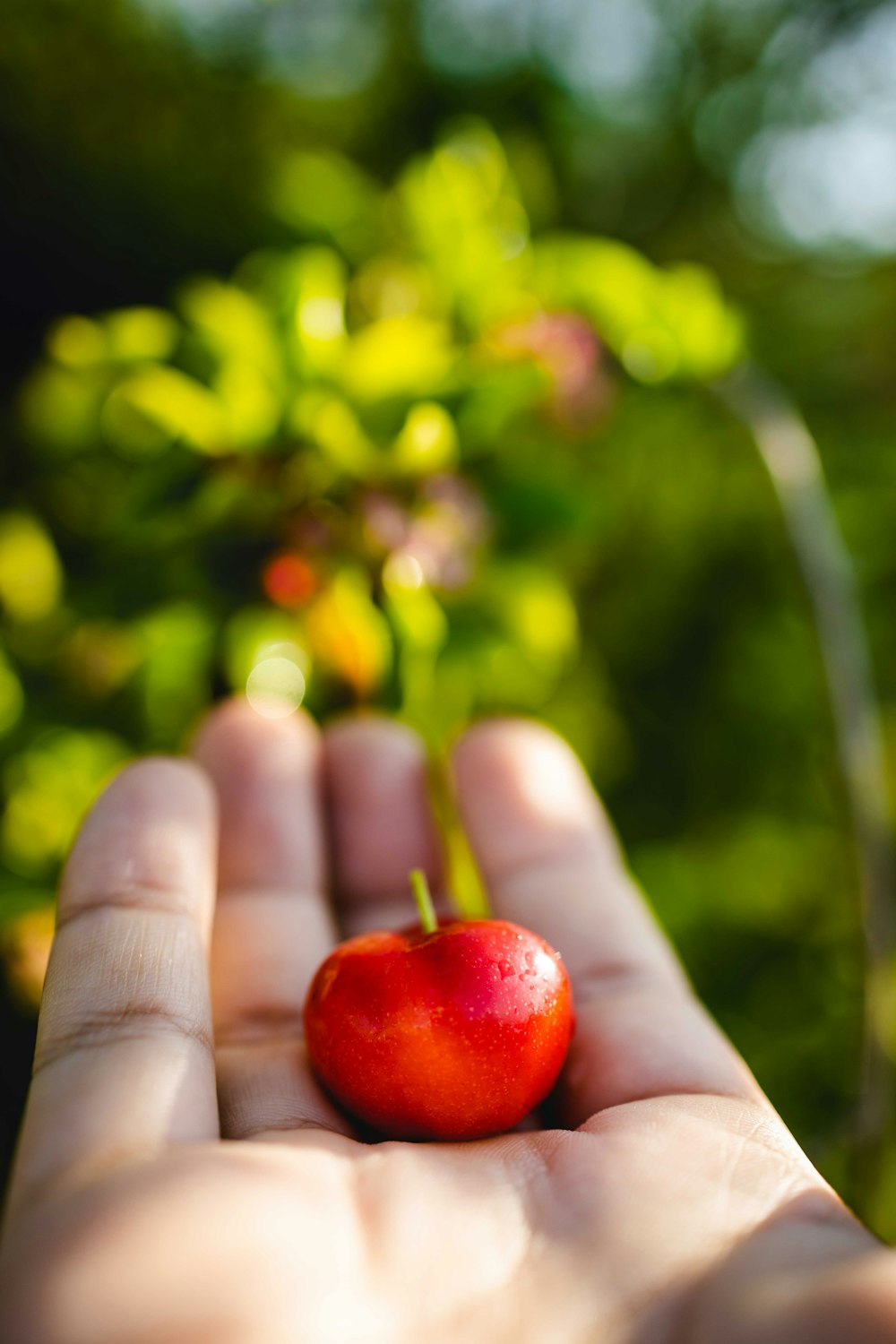 a hand holding a small red apple