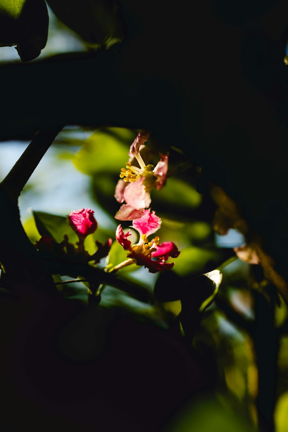 a close up of a flower