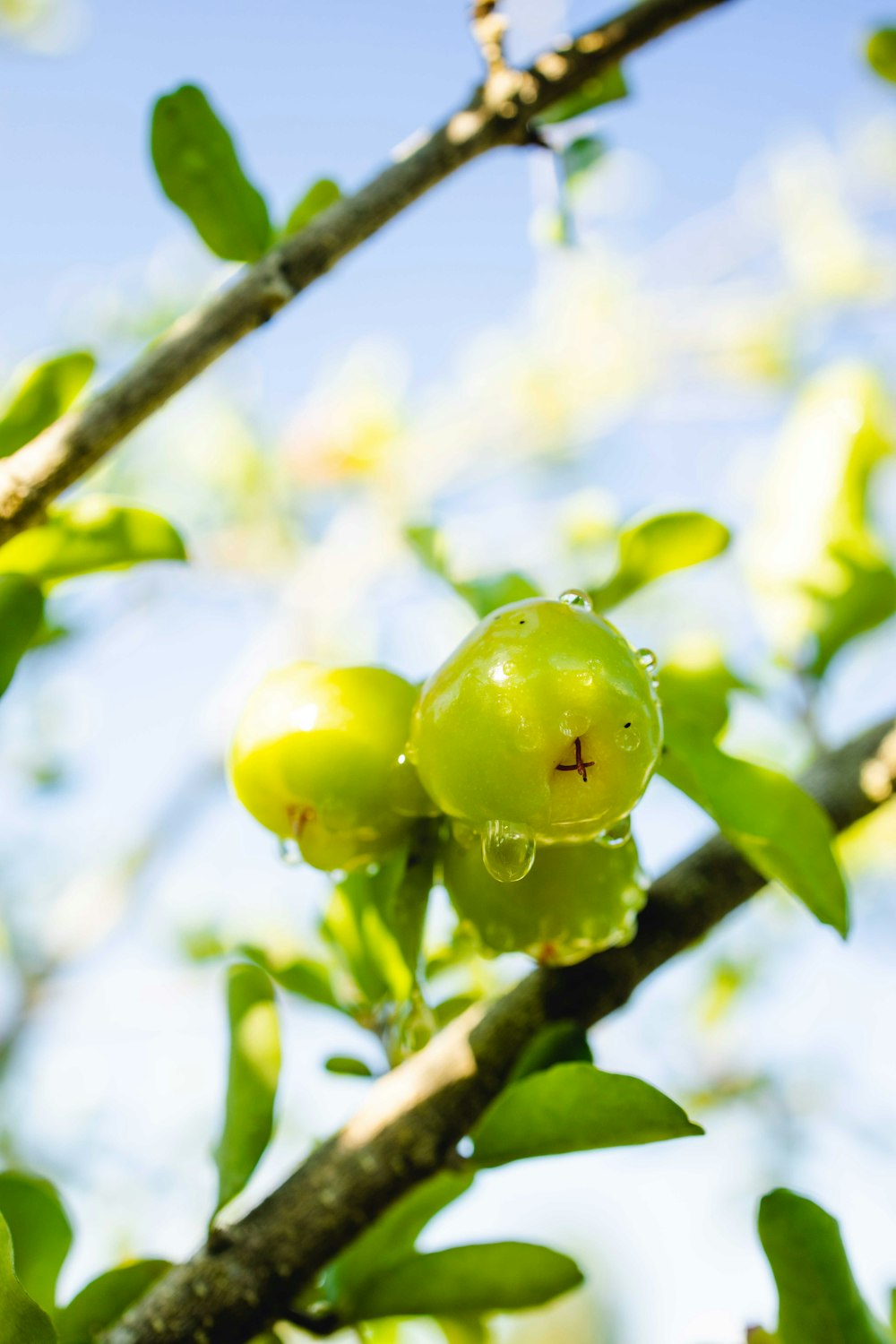 a close up of a tree branch with green fruits