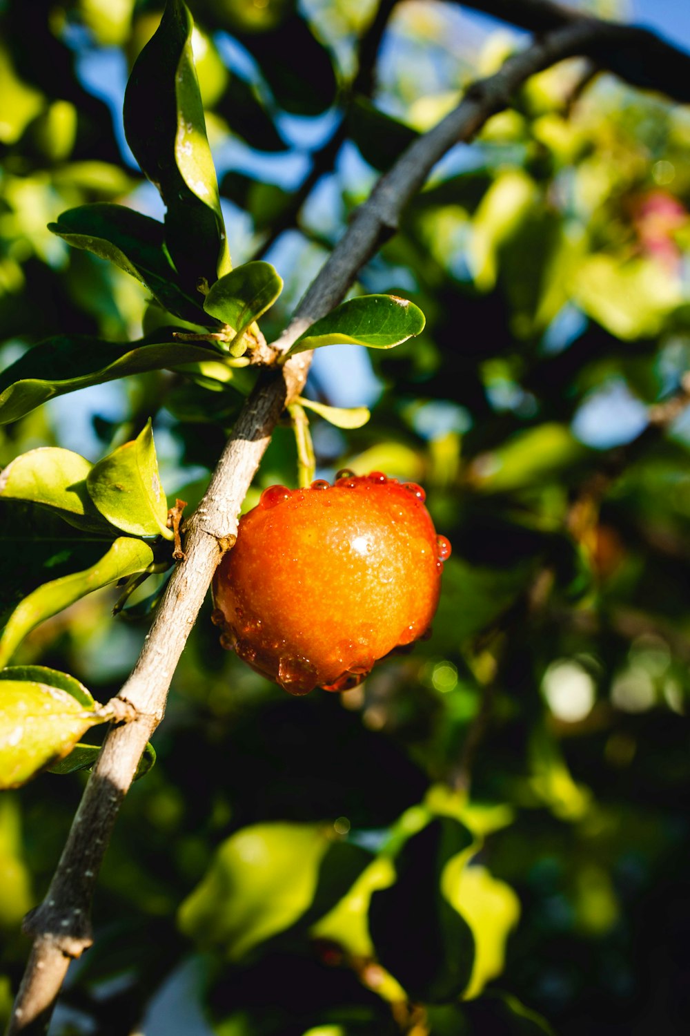 a fruit from a tree