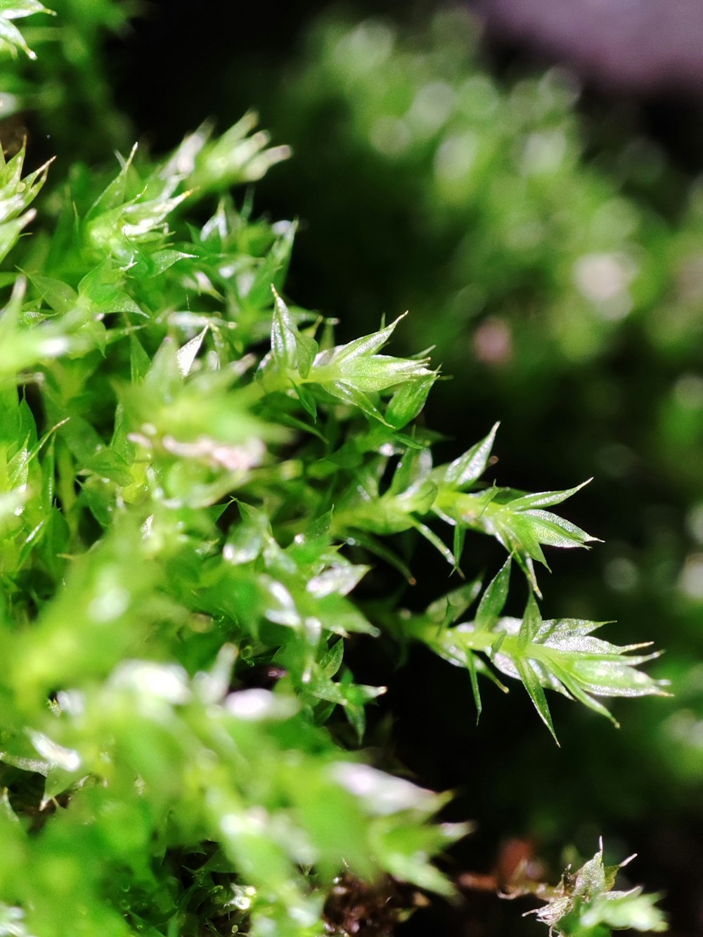 Green Sphagnum Moss Close Up With Blurred Background Stock Photo