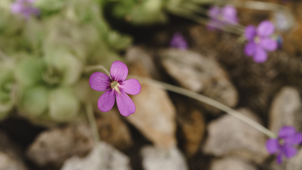 a close up of a purple flower