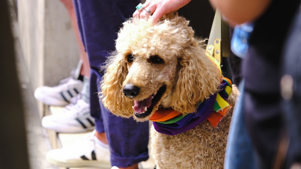 a dog wearing a scarf