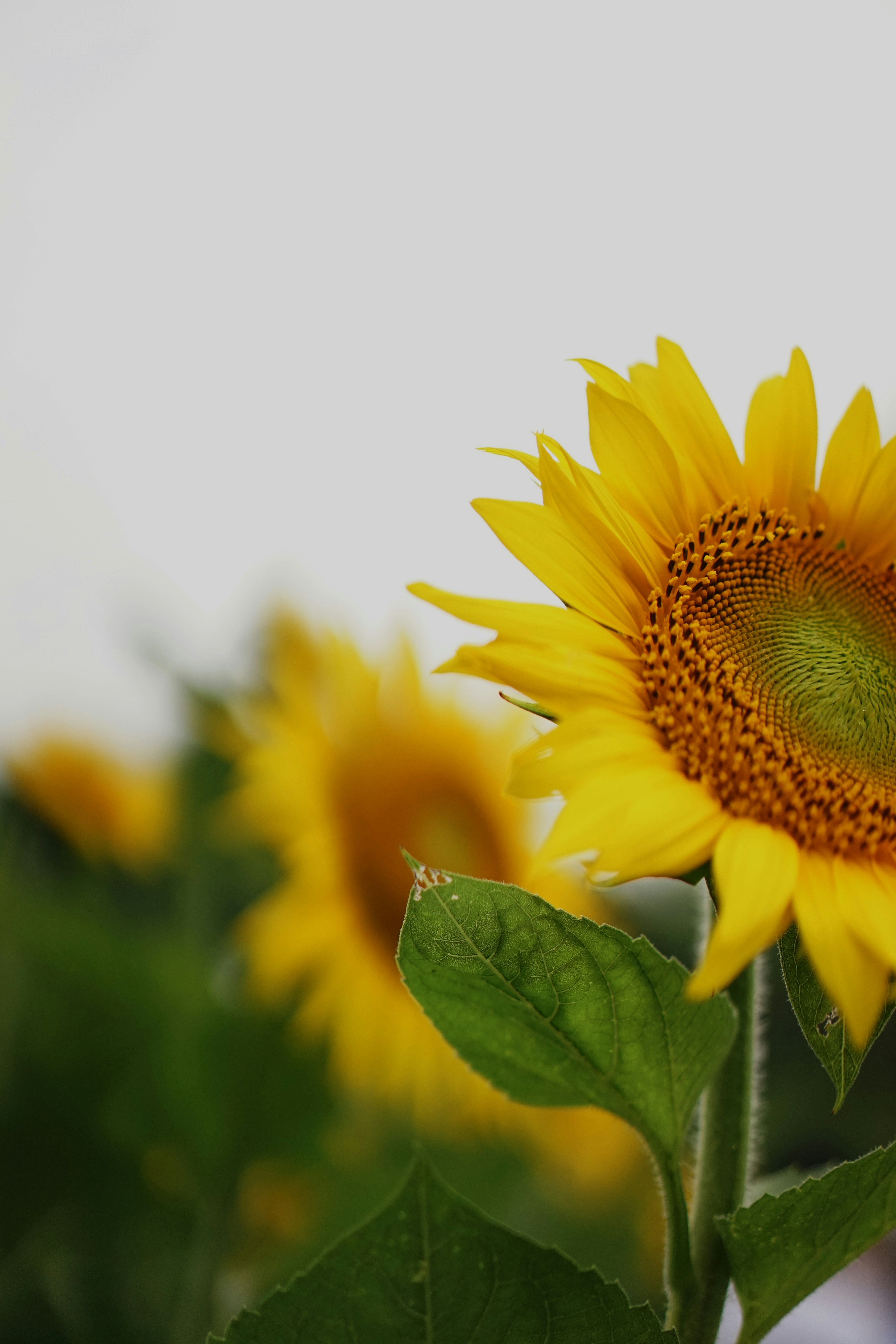 Photo by xiaoyulifish