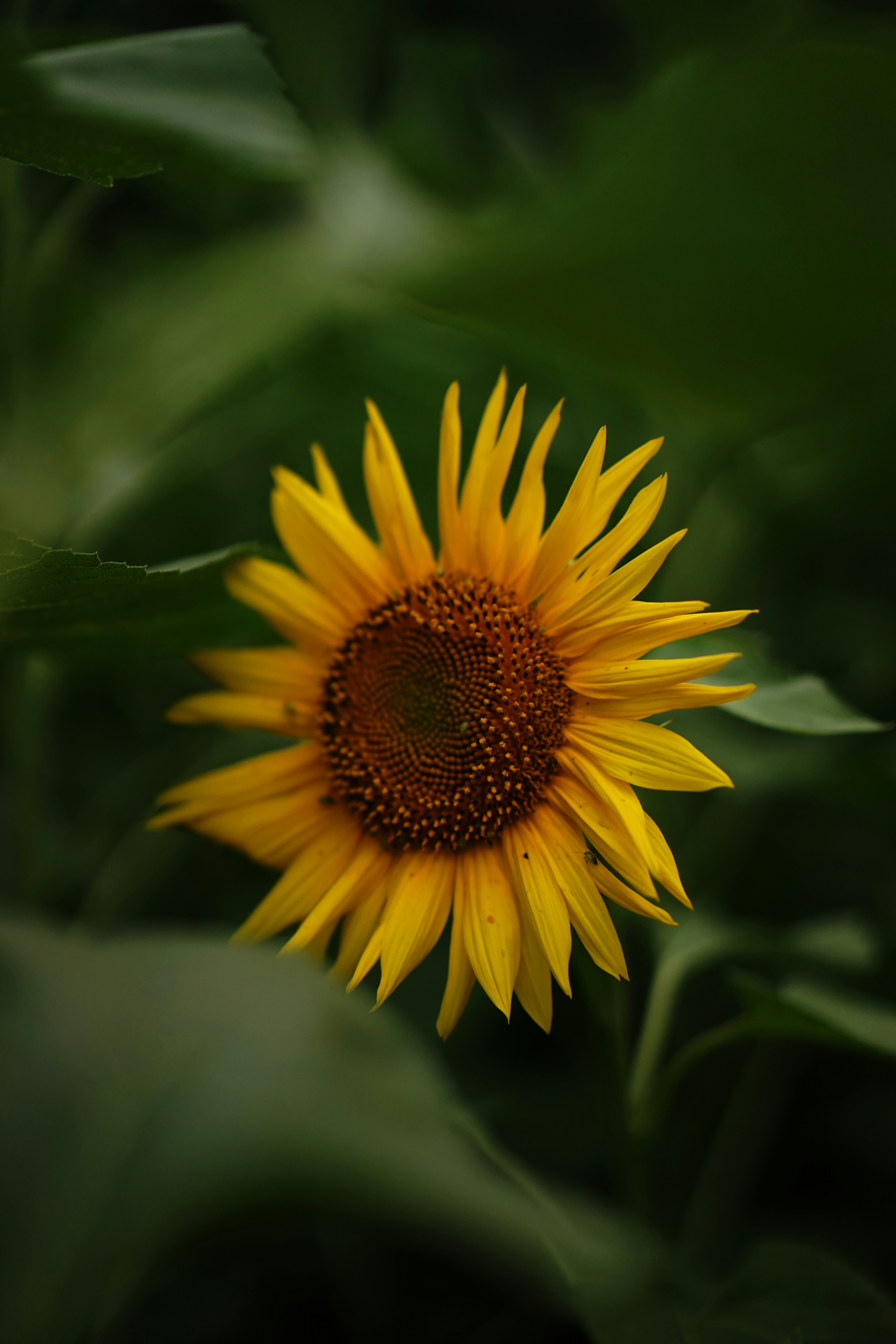 Photo by xiaoyulifish