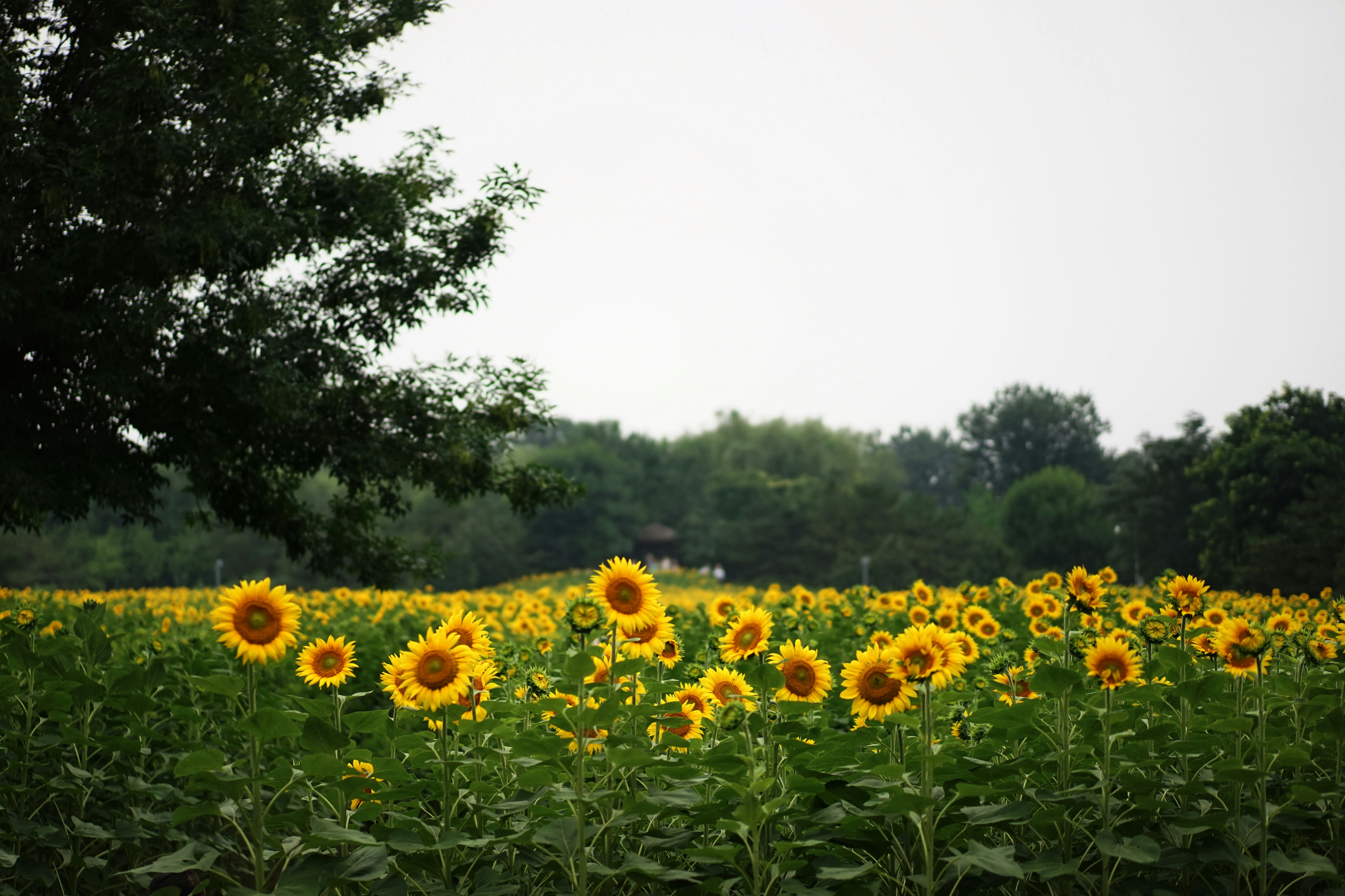 Photo by xiaoyulifish