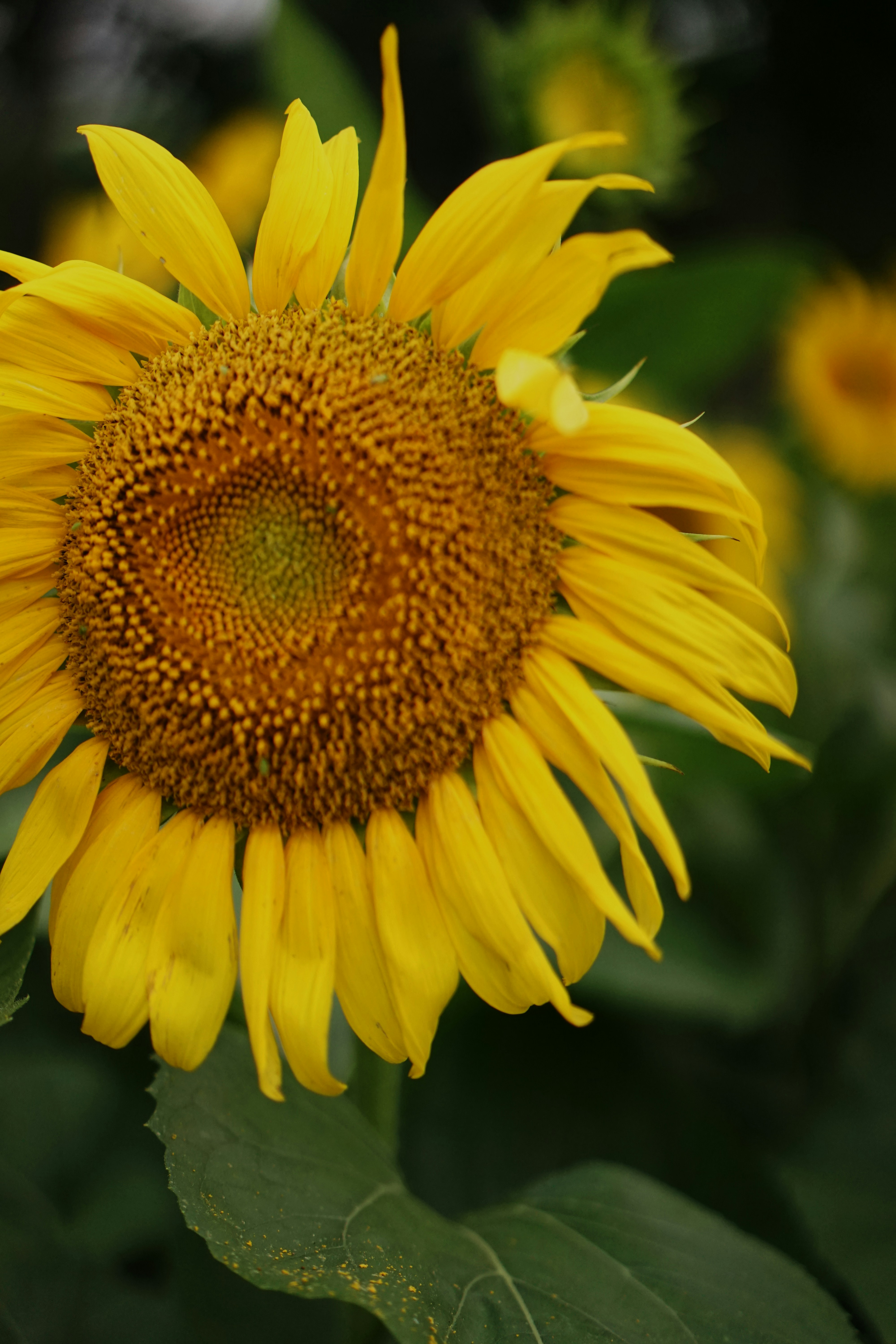 Photo by xiaoyulifish