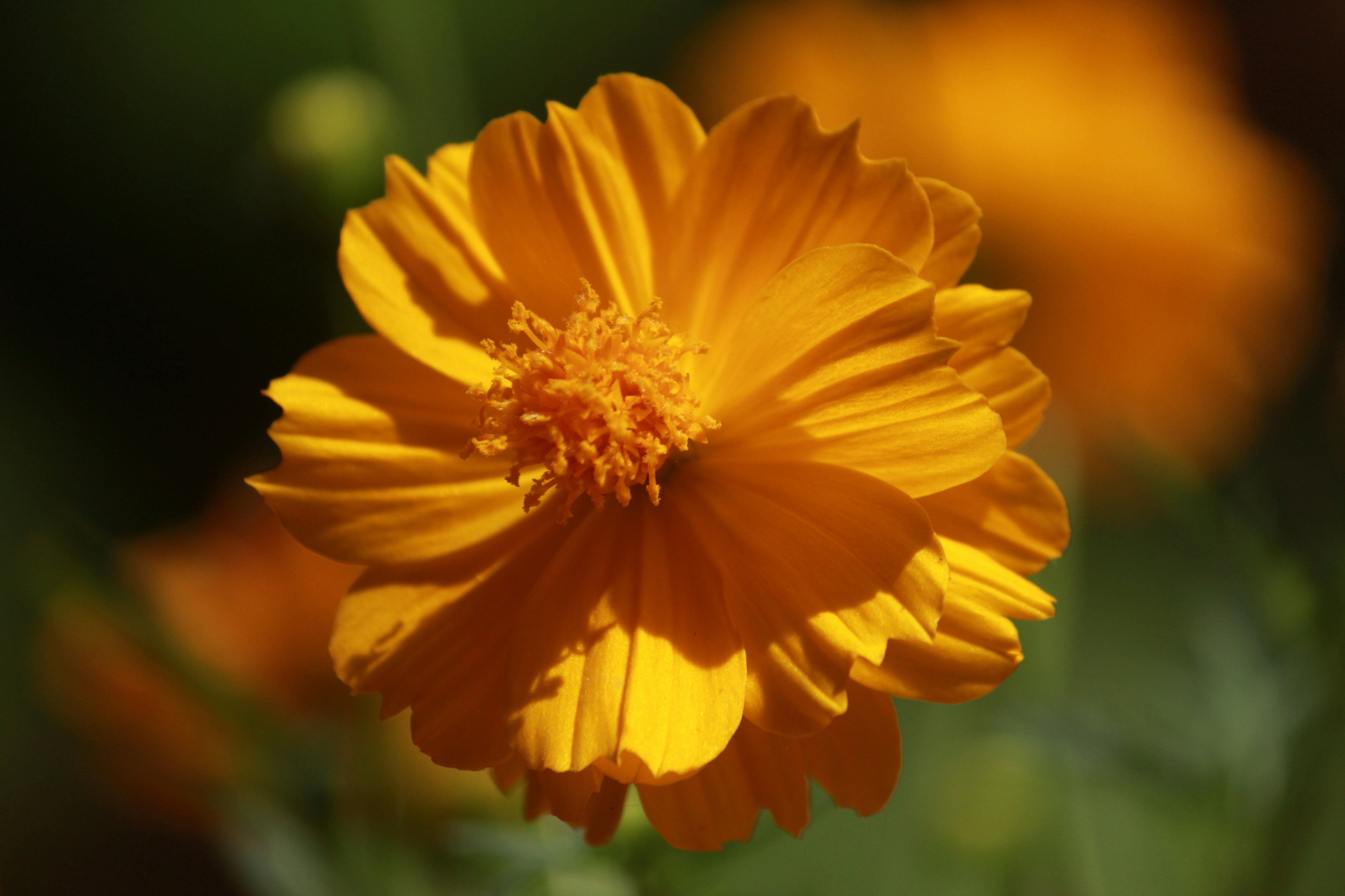 Photo by srini2srinivas