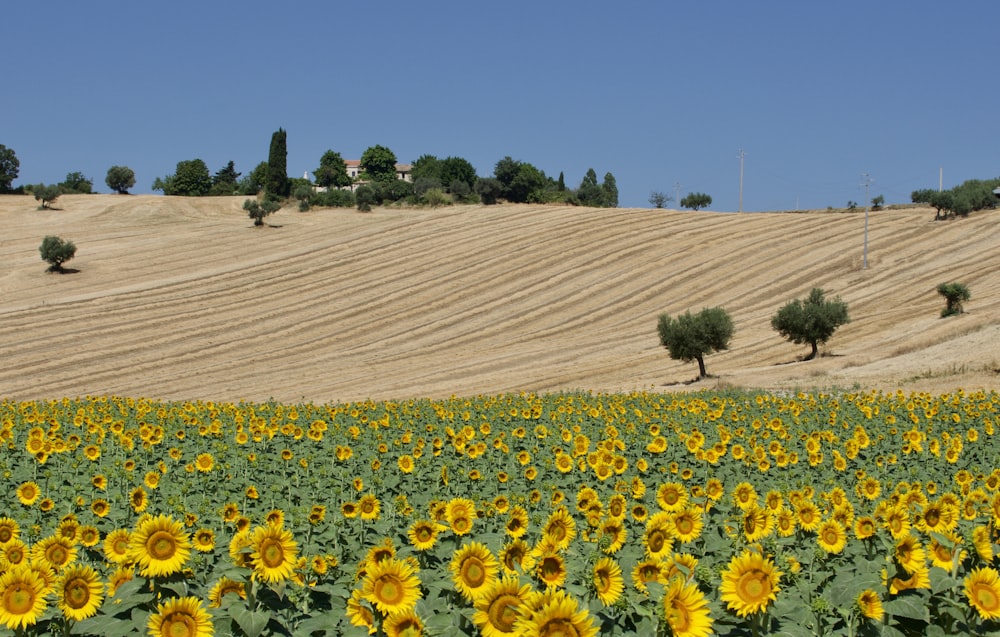 a field of yellow flowers