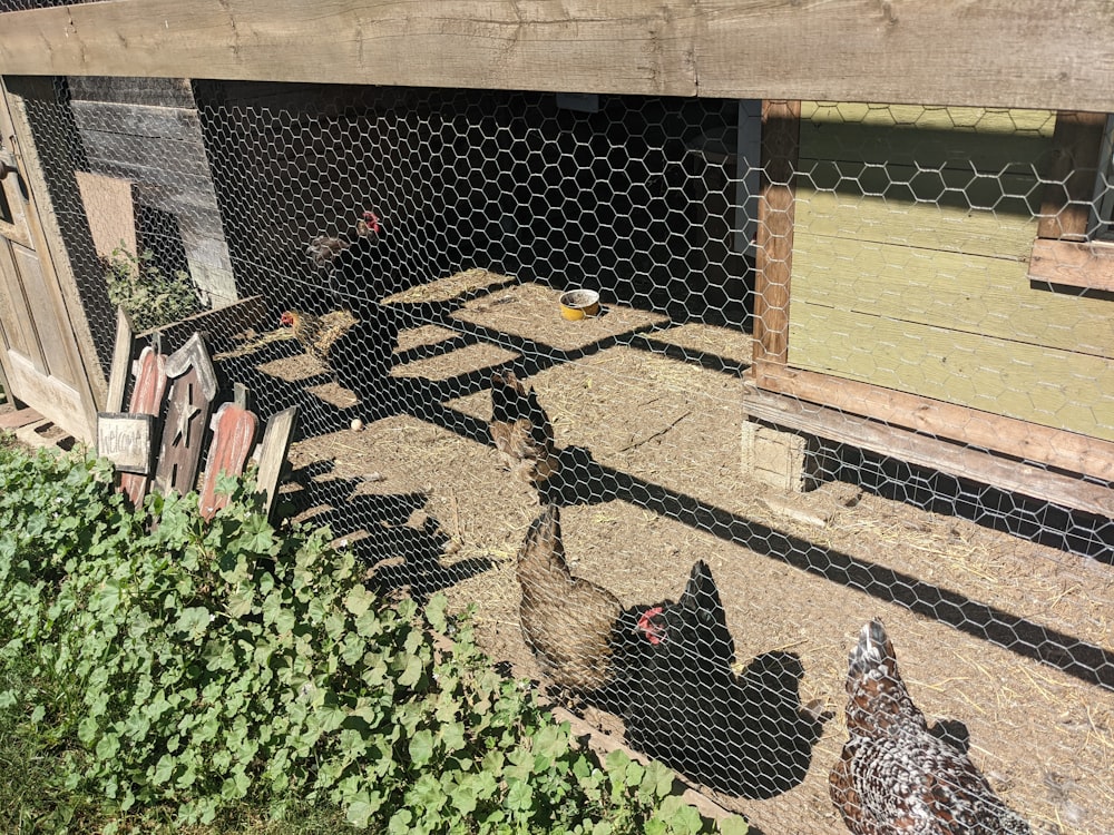 a group of chickens in a yard