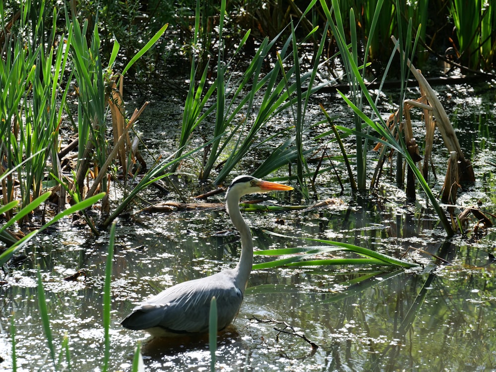 a bird in the water