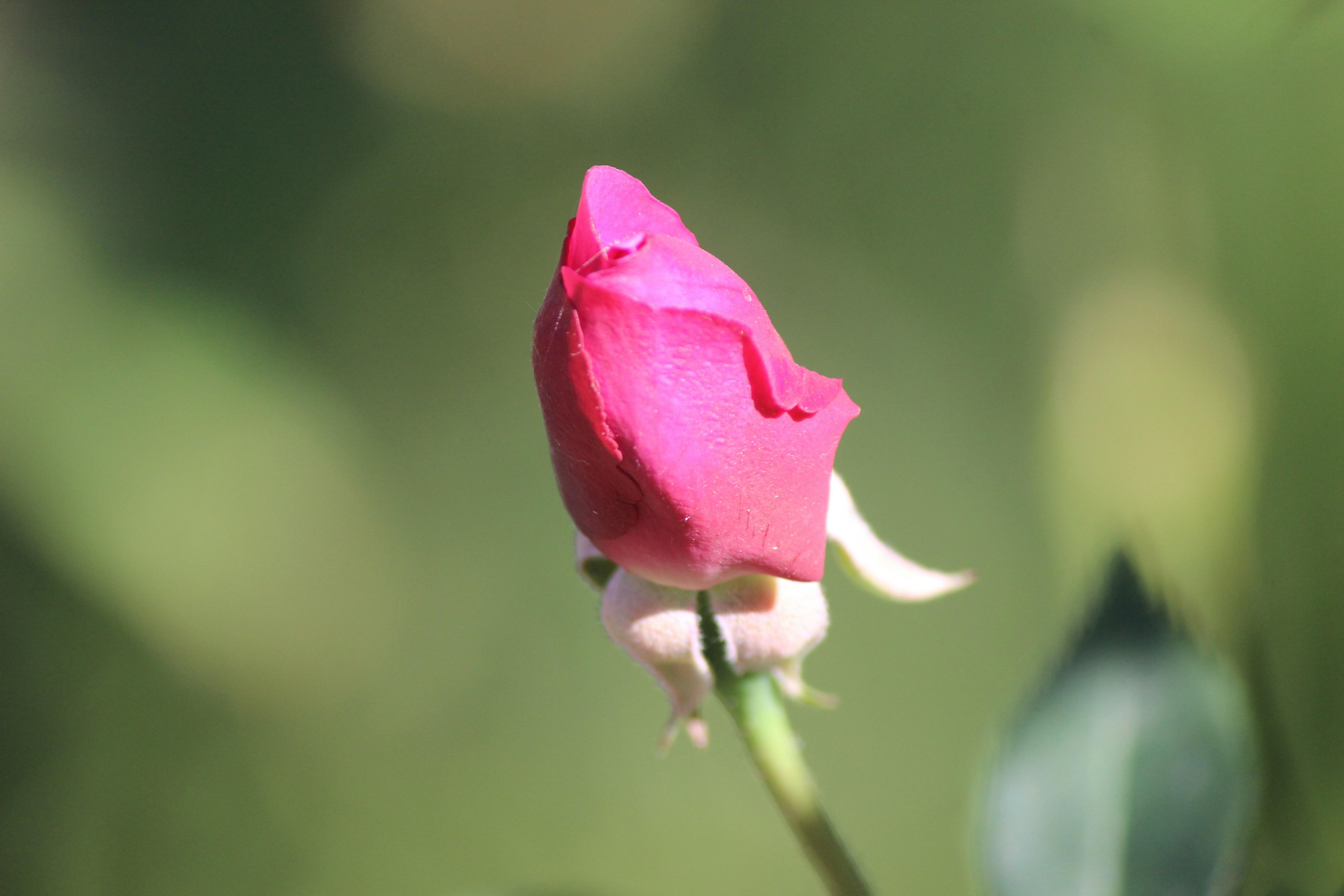 Photo by pr_abhishek