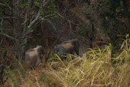 elephants in the wild