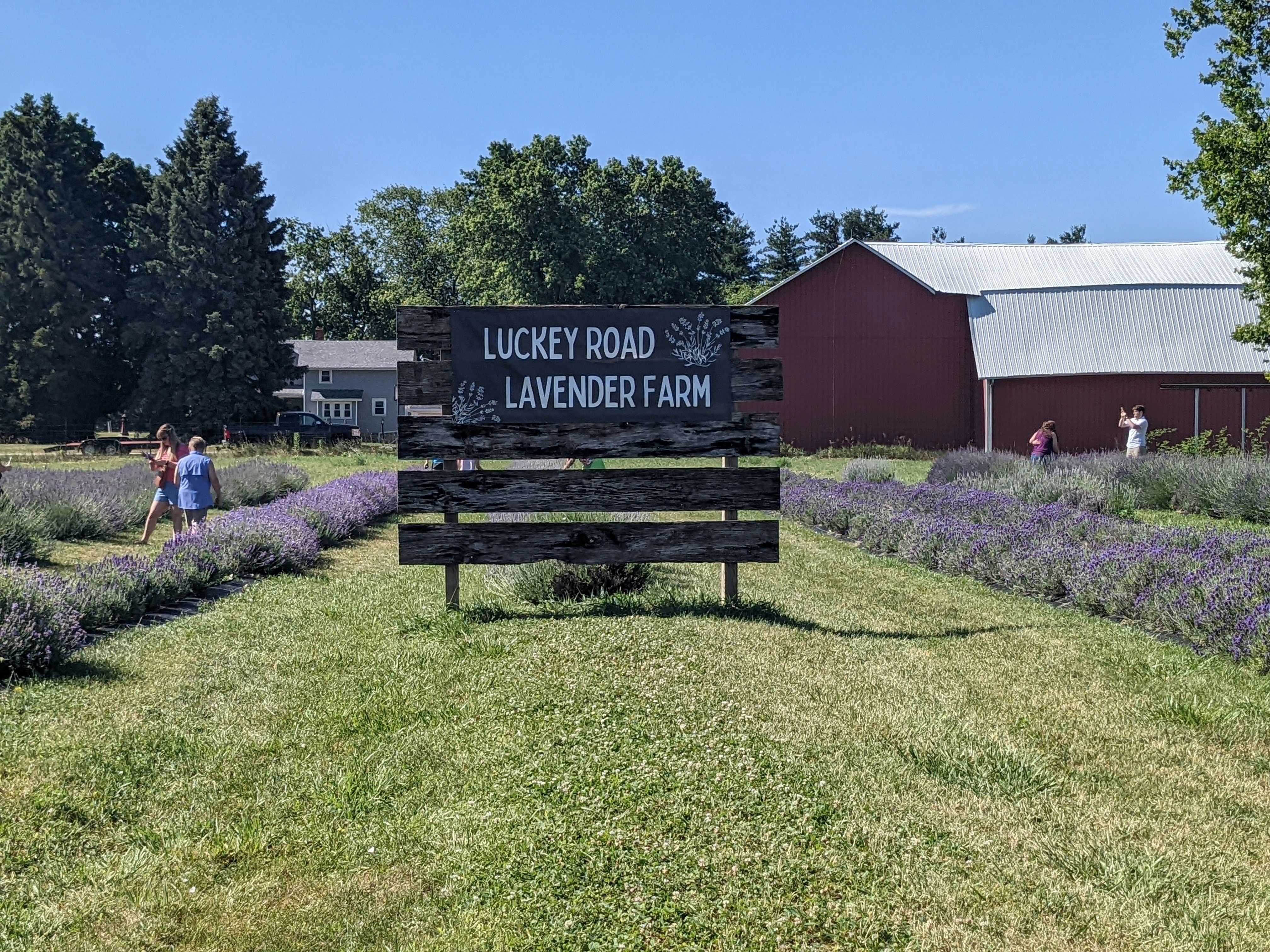 A bench in a park photo Free Luckey road lavender farm Image on Unsplash