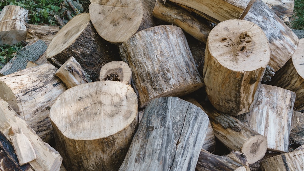 a group of cut logs