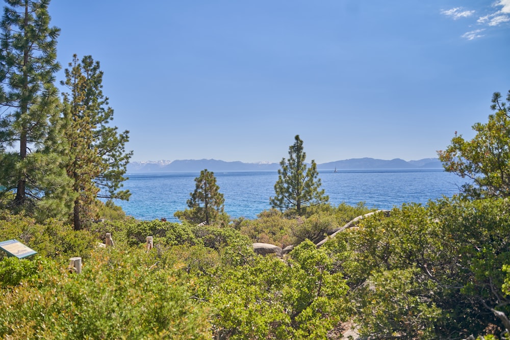 a body of water with trees and bushes around it