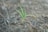 A small green plant sprouting from the ground, surrounded by dry soil and roots. The plant has a couple of green leaves with some turning brown at the tips, indicating early growth or adaptation challenges. The background is slightly blurred, highlighting the focus on the new growth.