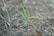 A small green plant sprouting from the ground, surrounded by dry soil and roots. The plant has a couple of green leaves with some turning brown at the tips, indicating early growth or adaptation challenges. The background is slightly blurred, highlighting the focus on the new growth.