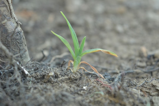 A small green plant sprouting from the ground, surrounded by dry soil and roots. The plant has a couple of green leaves with some turning brown at the tips, indicating early growth or adaptation challenges. The background is slightly blurred, highlighting the focus on the new growth.