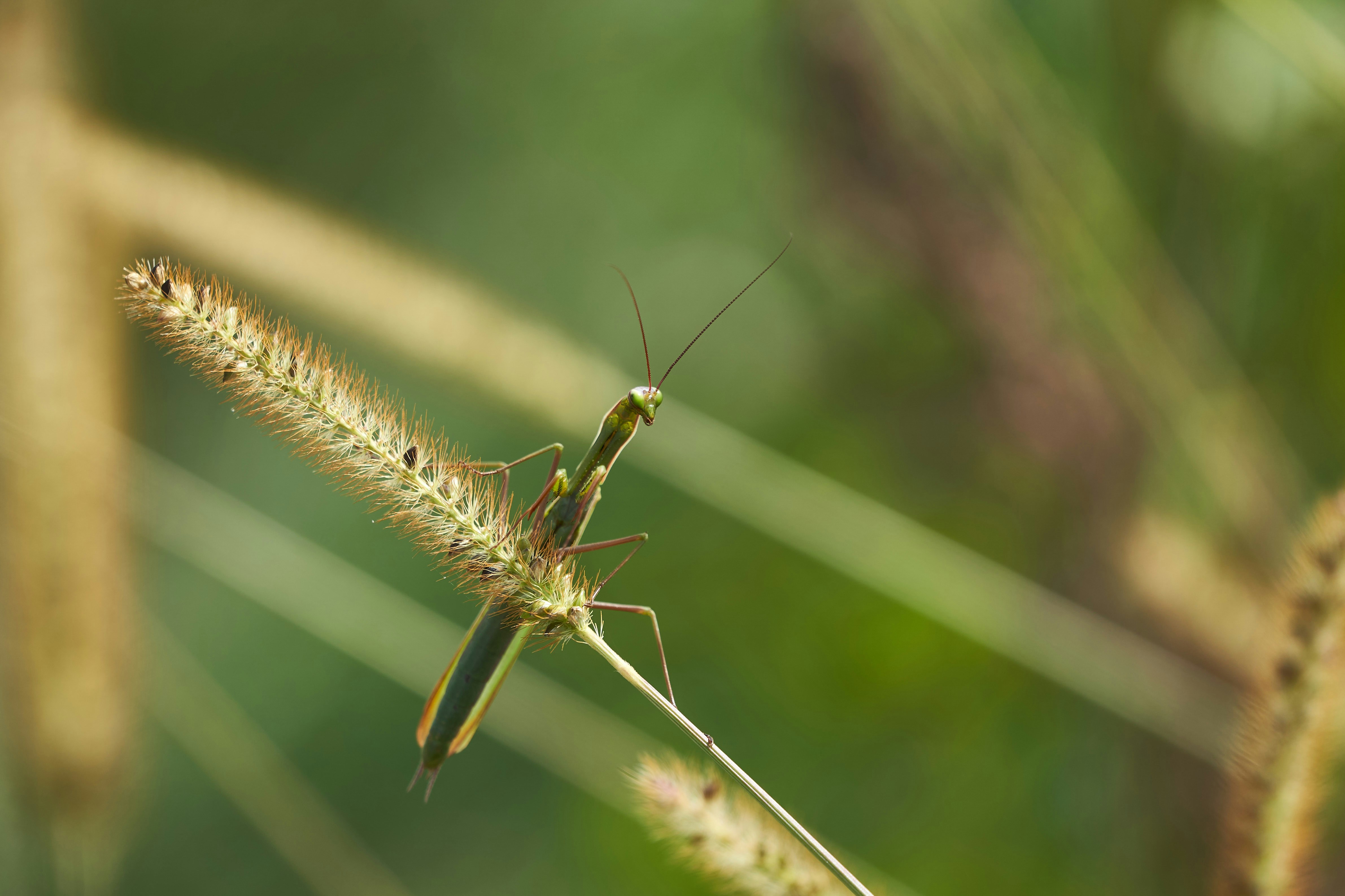 Photo by wolfgang_hasselmann