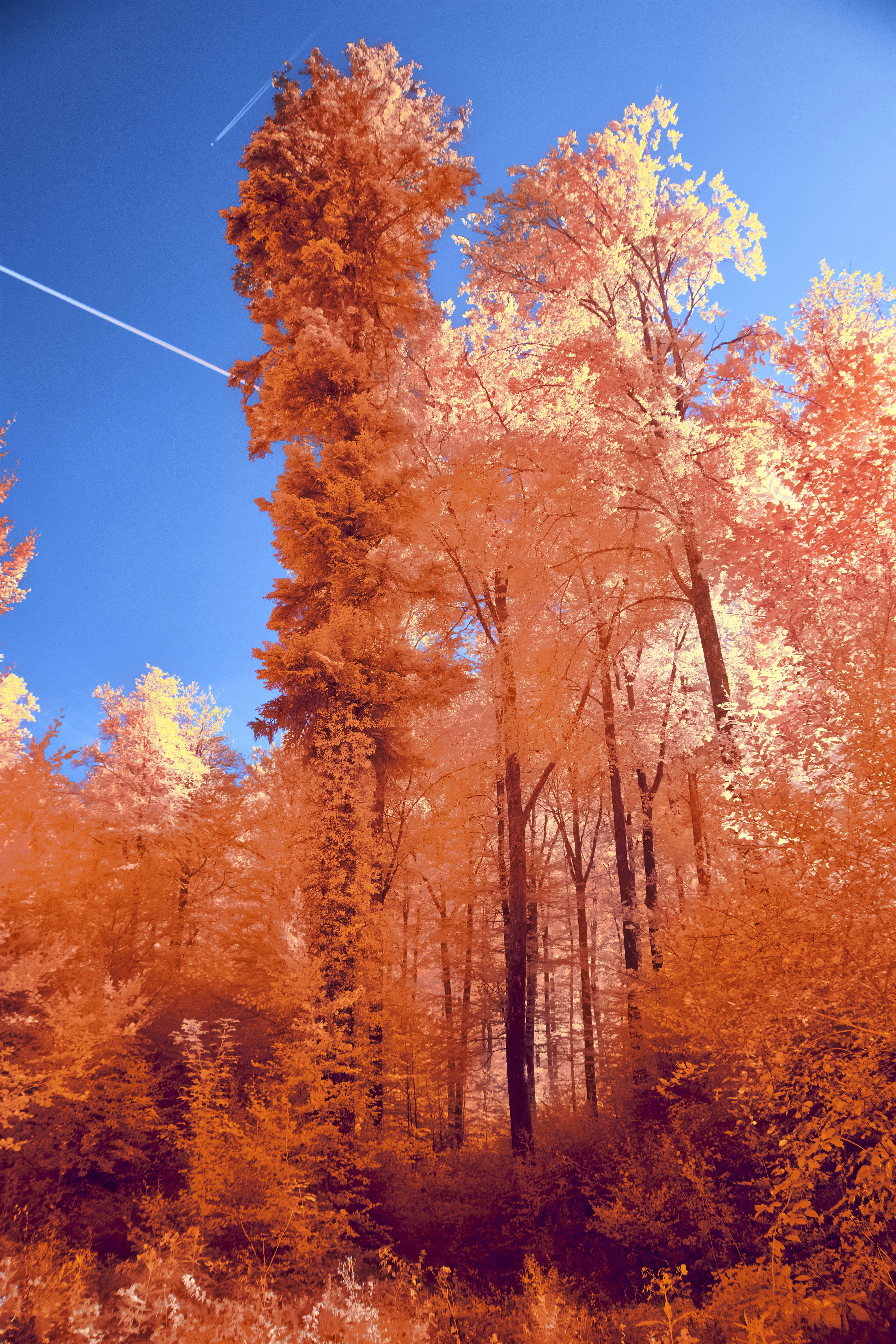 Photo by wolfgang_hasselmann