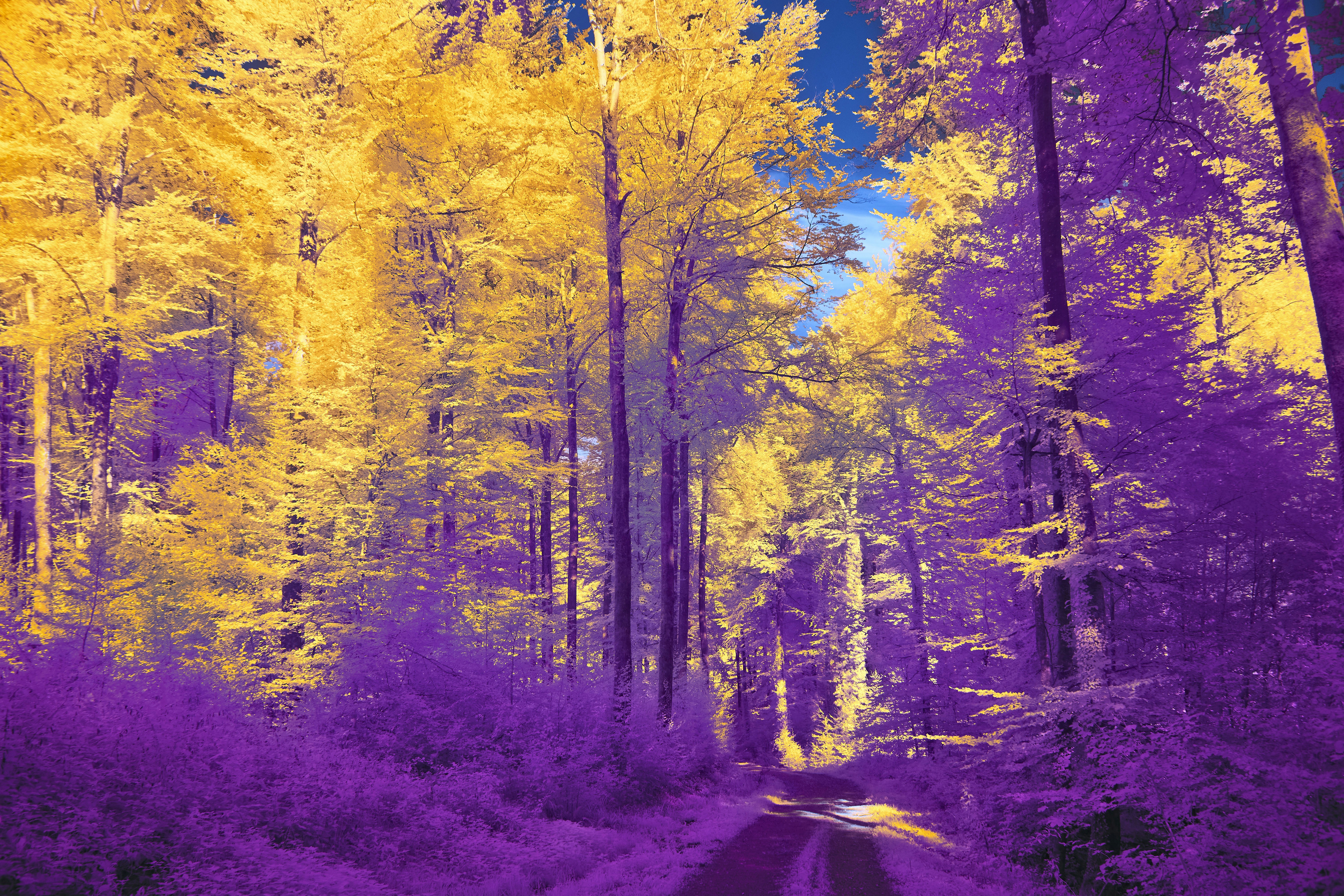 Photo by wolfgang_hasselmann