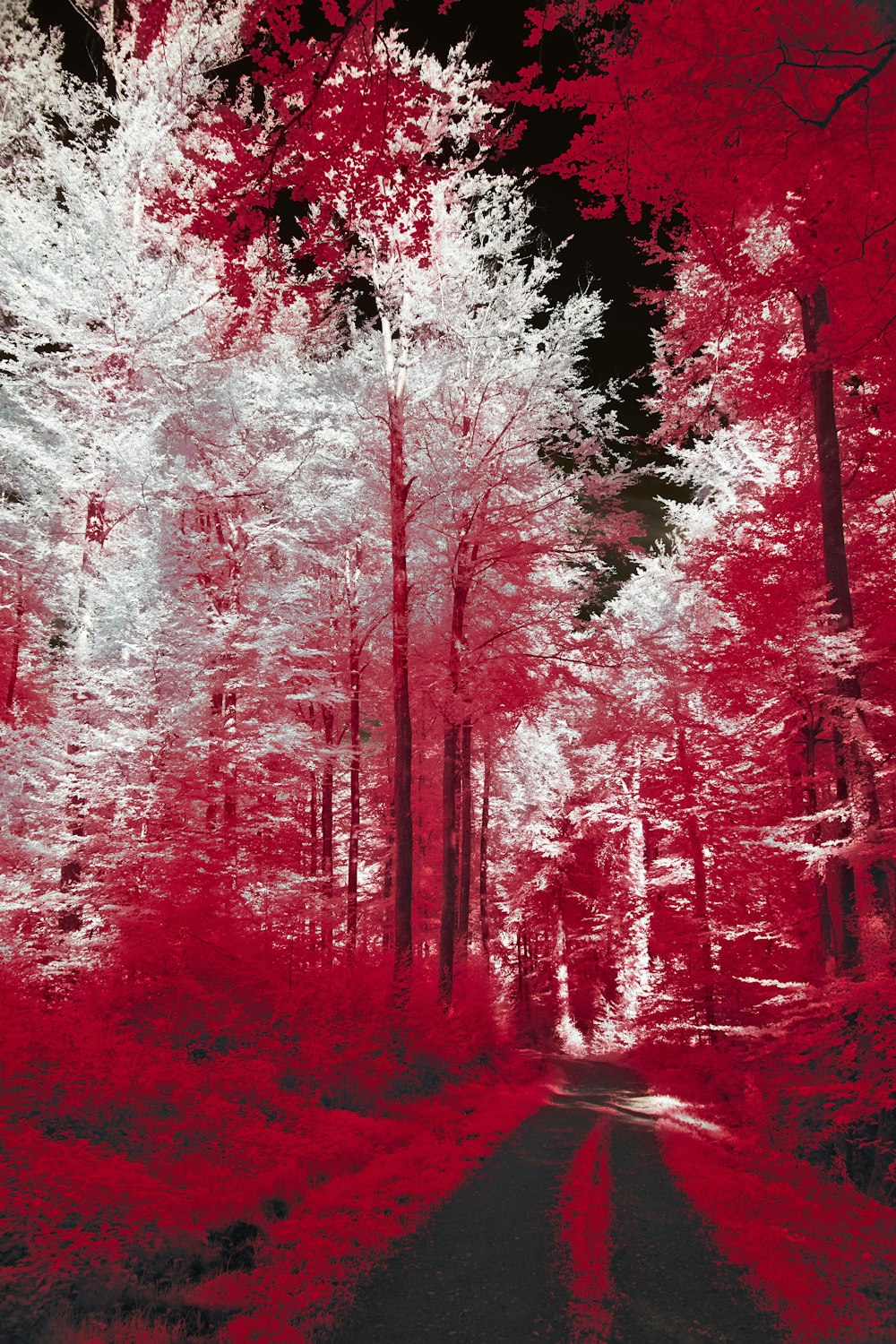 a road with trees on either side