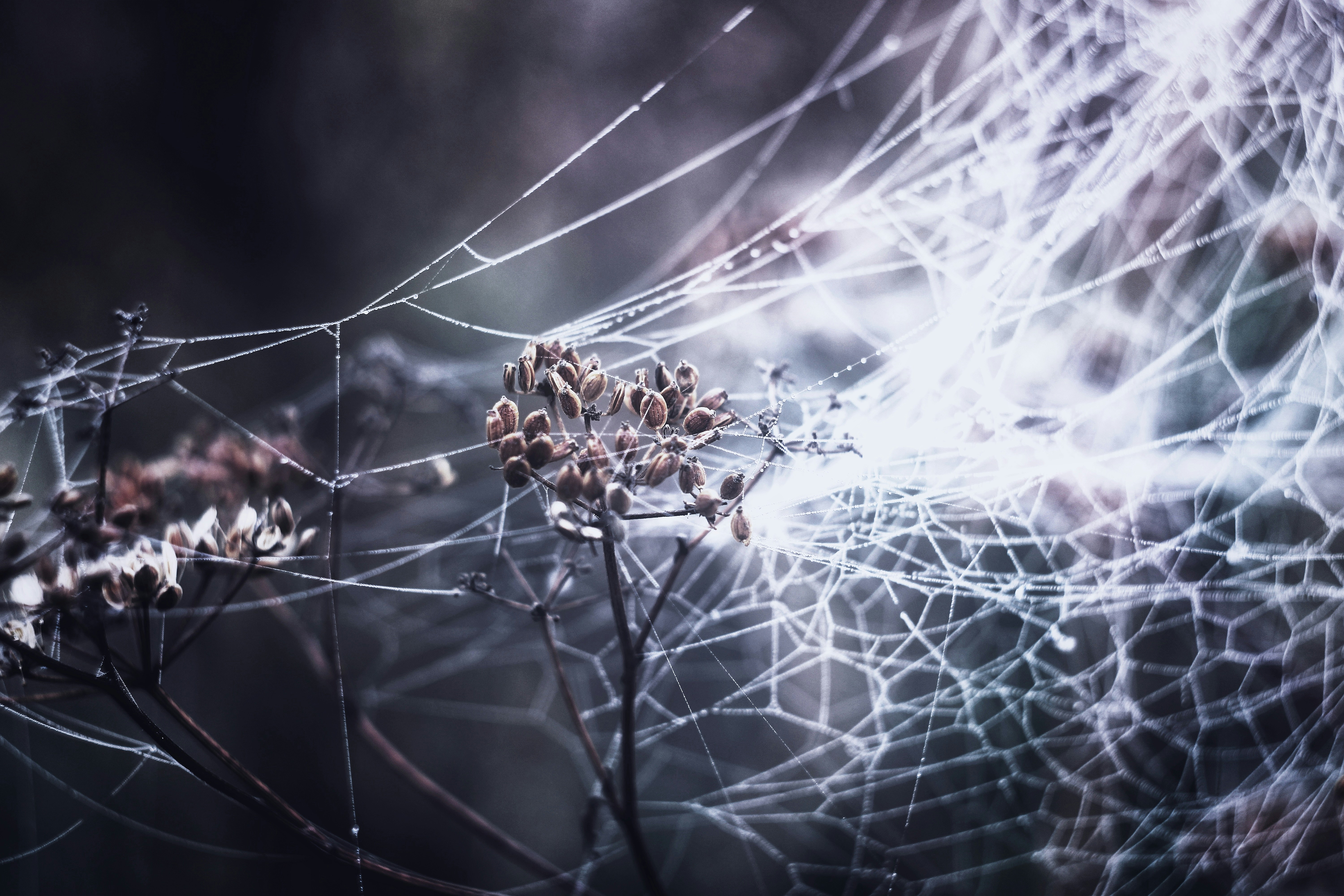 Photo by mineral_of_demon