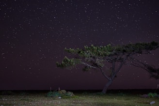 A minimalist black and white sketch of a lone tree under a starry sky, symbolizing solitude.
