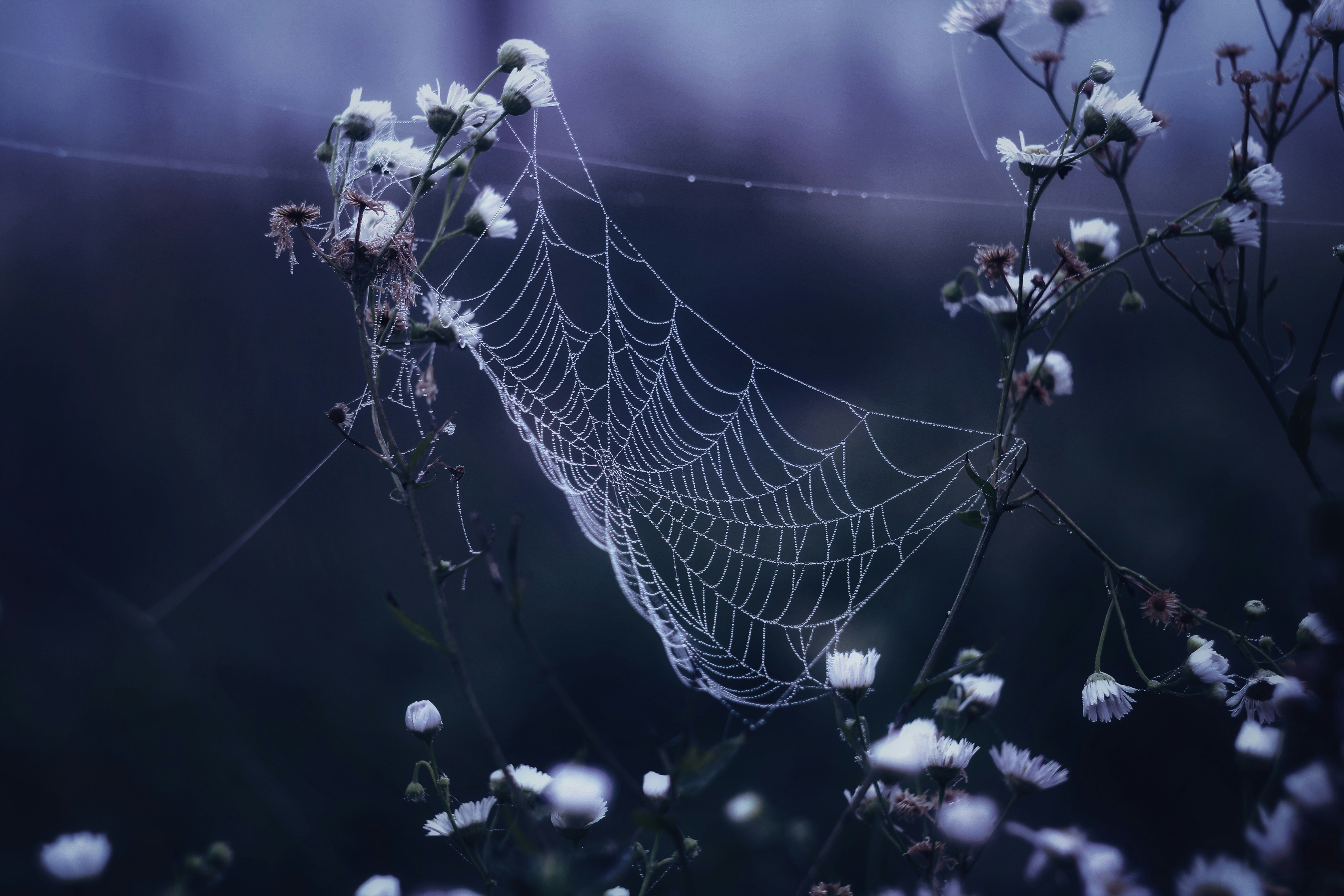 Photo by mineral_of_demon