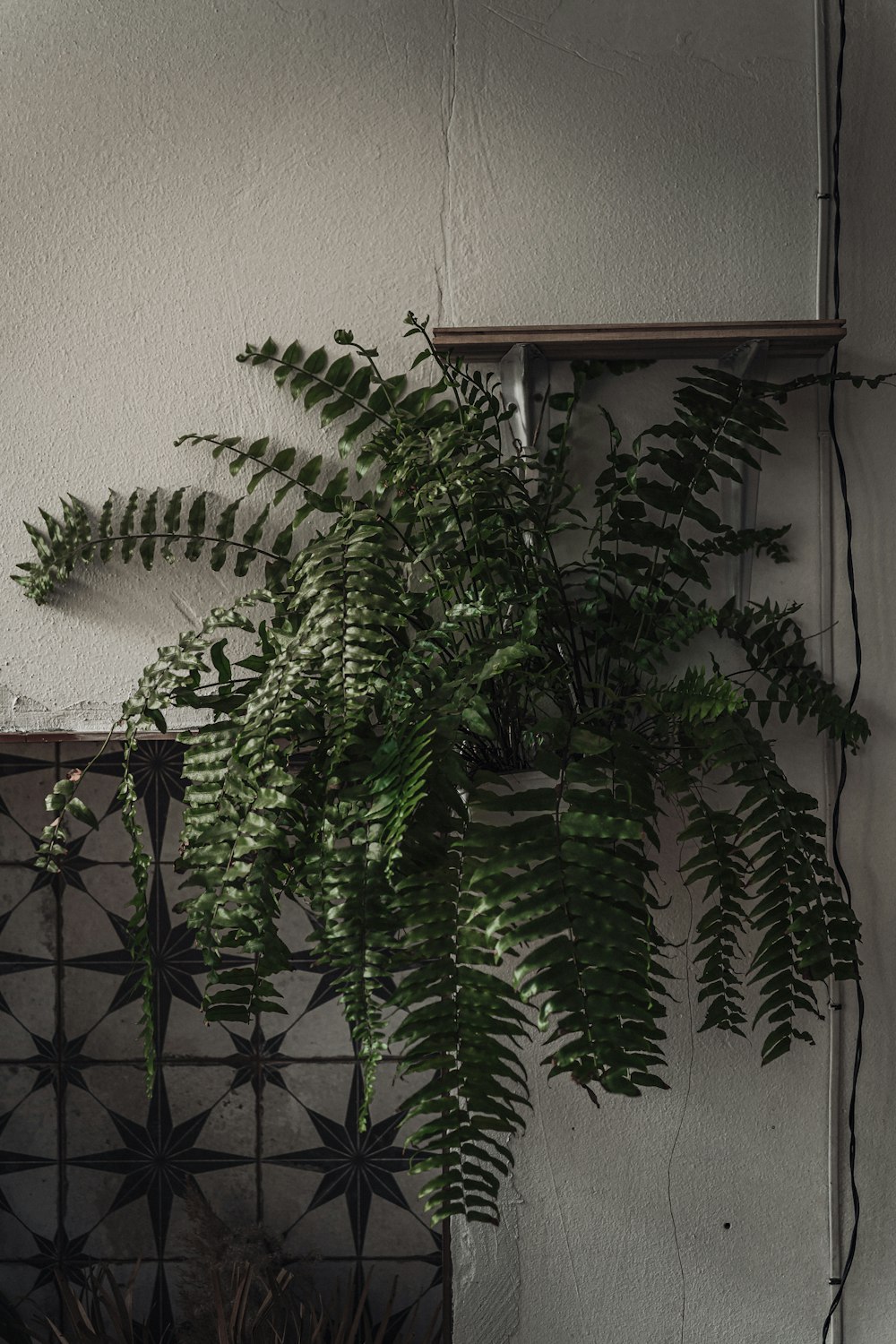 a plant in a room