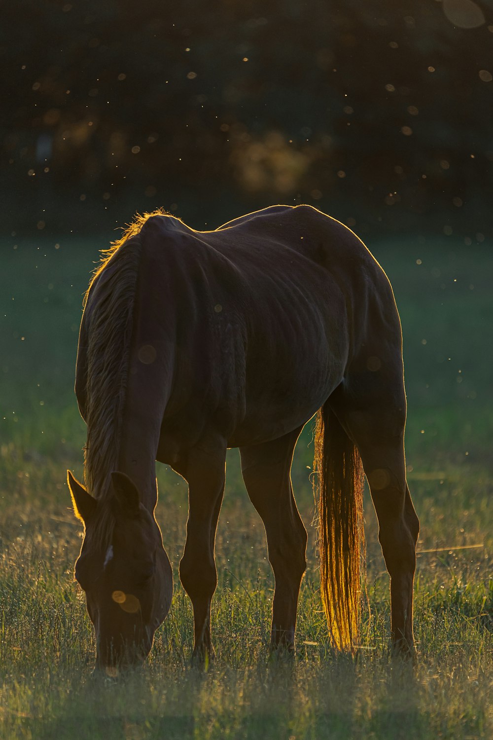 a horse drinking water