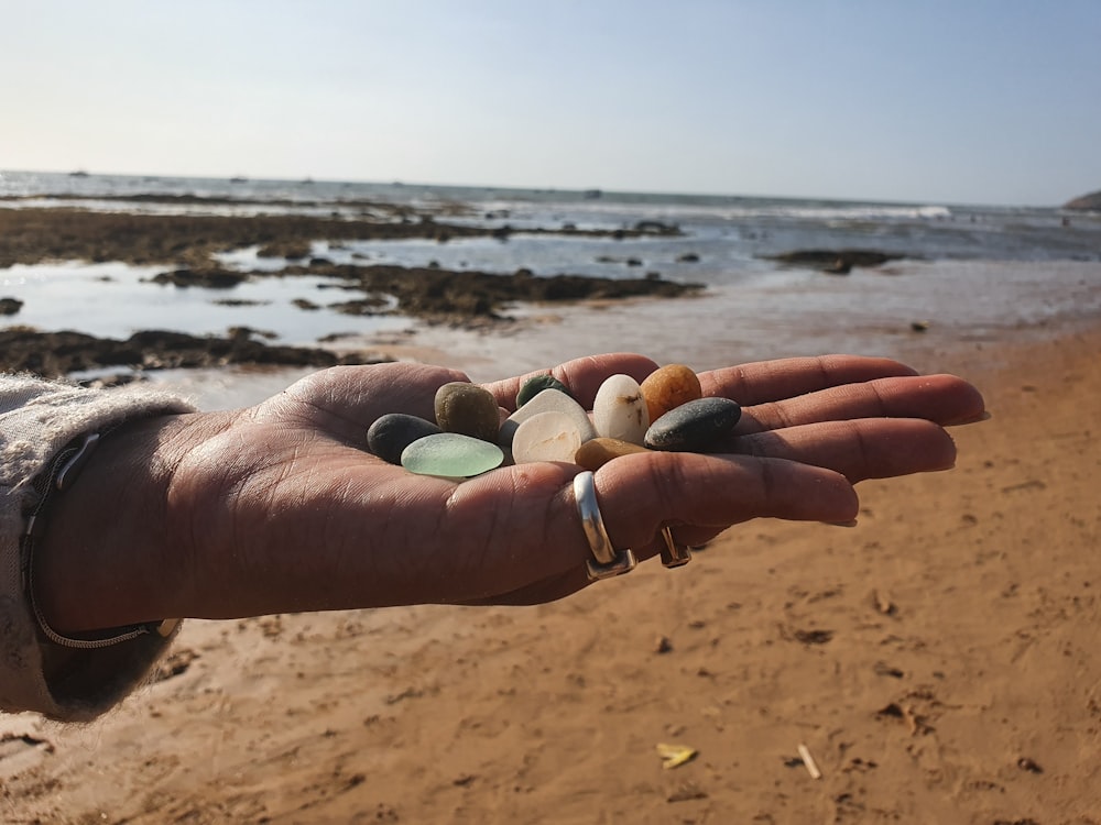 a hand holding a group of sea shells on a beach