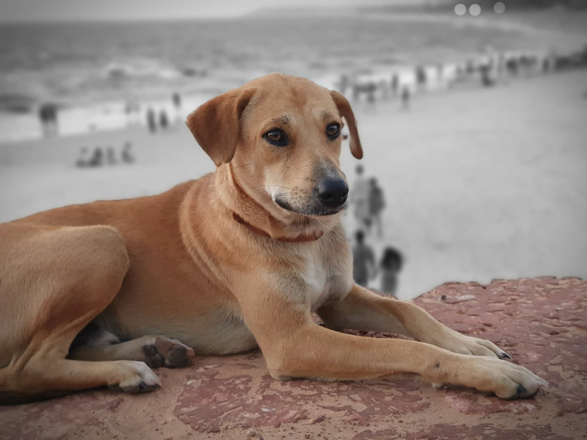 Golden brown dog resting on a coastal ledge at the beach
