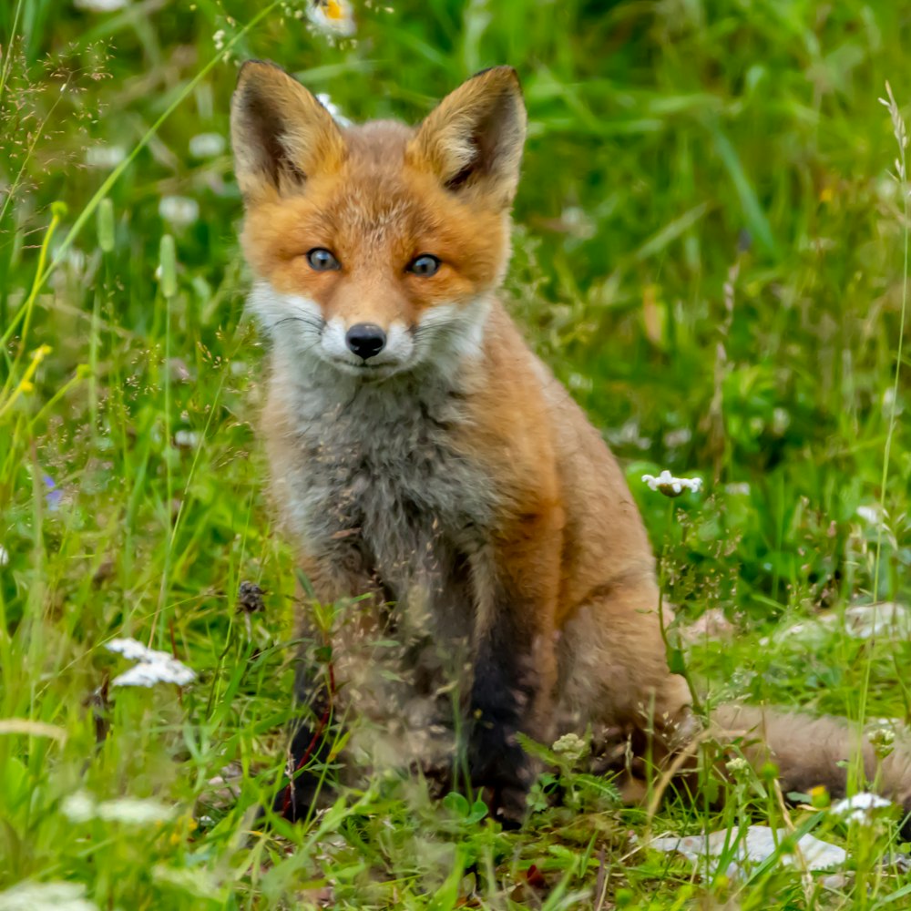 a fox sitting in grass