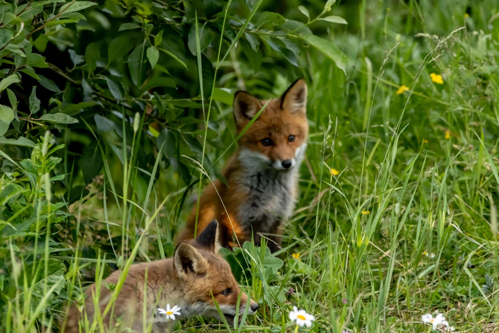 two foxes in the grass