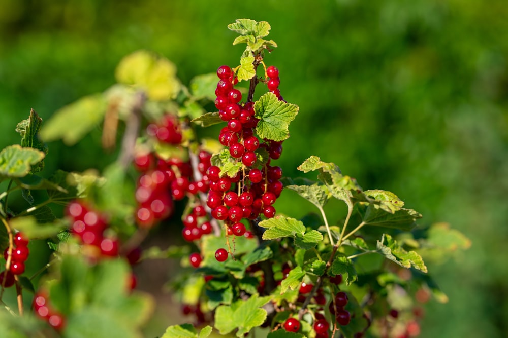 a bush with red berries