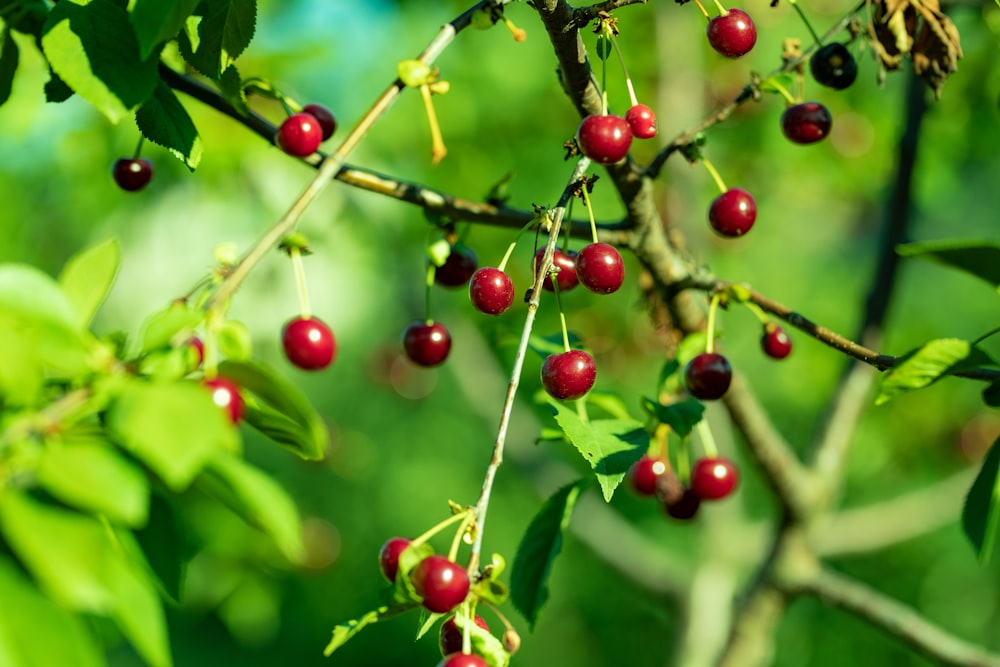 a close up of some berries