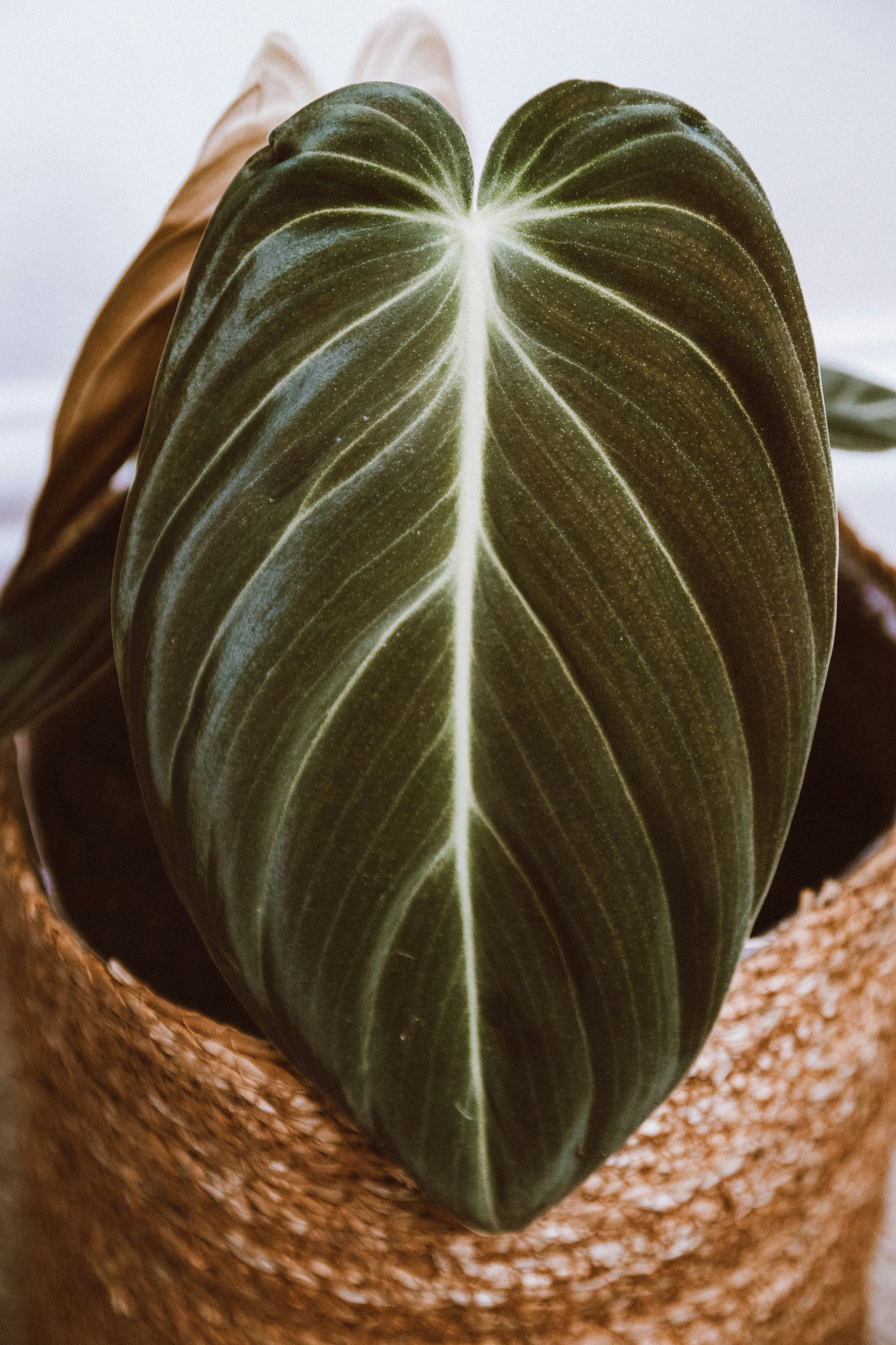 Photo by lanathegraves