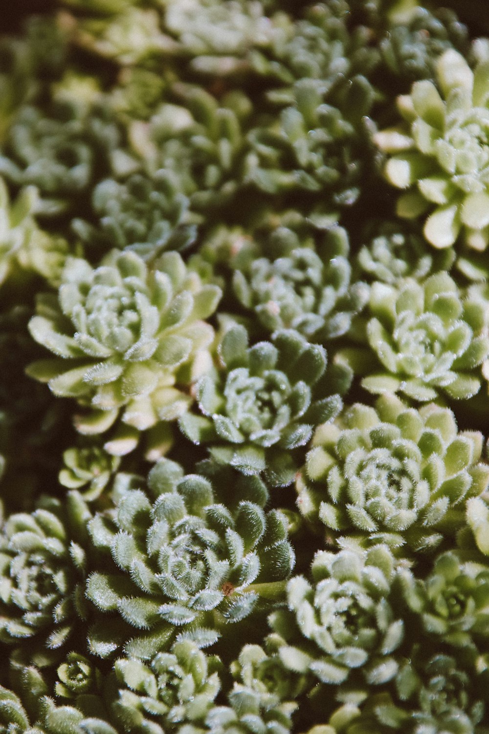 a close up of some flowers