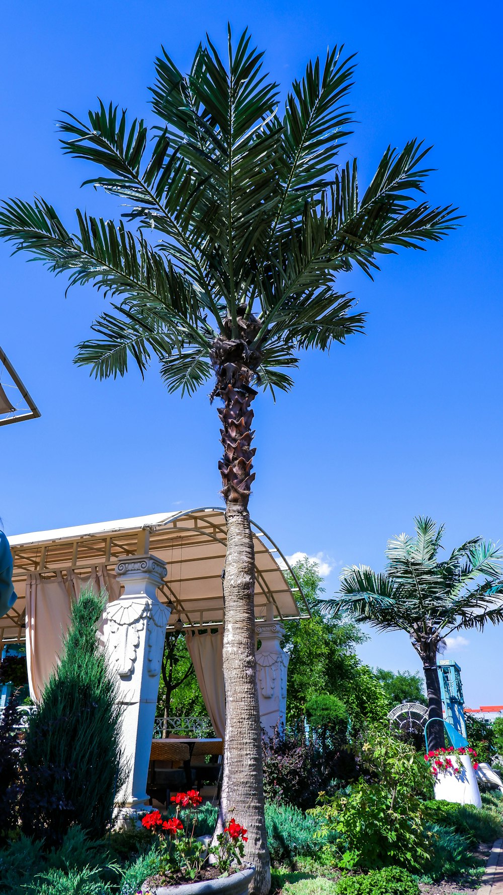 a palm tree in front of a house