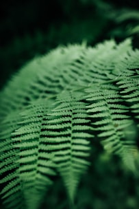 a close up of a green plant