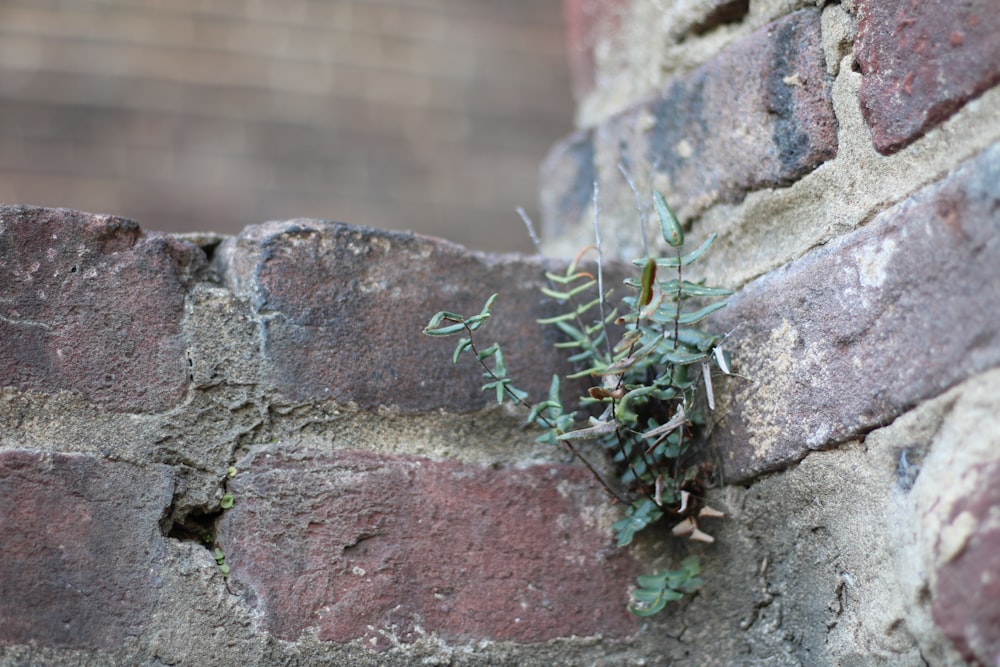 a plant growing in a hole in a rock wall