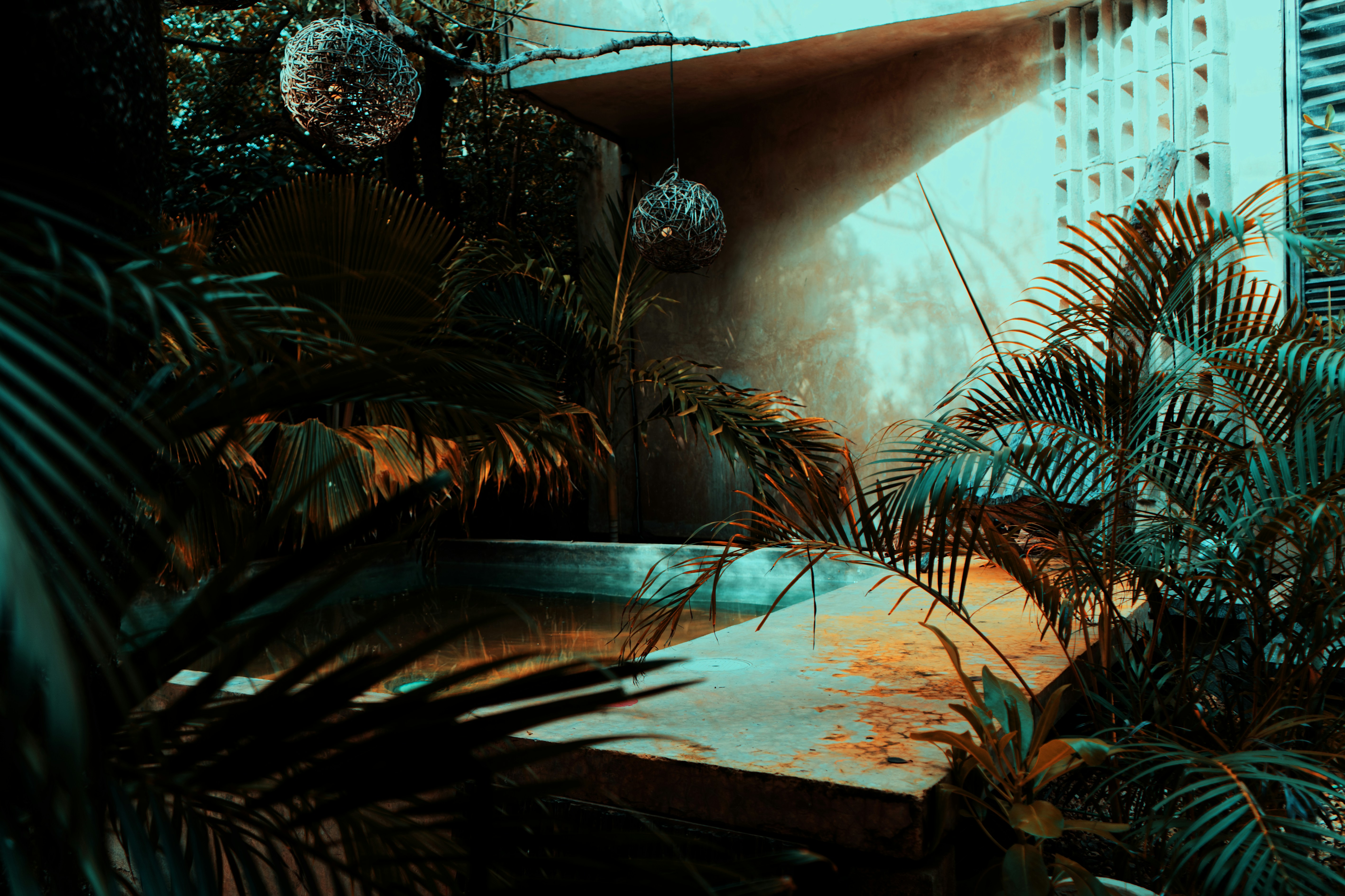 a group of plants next to a pool