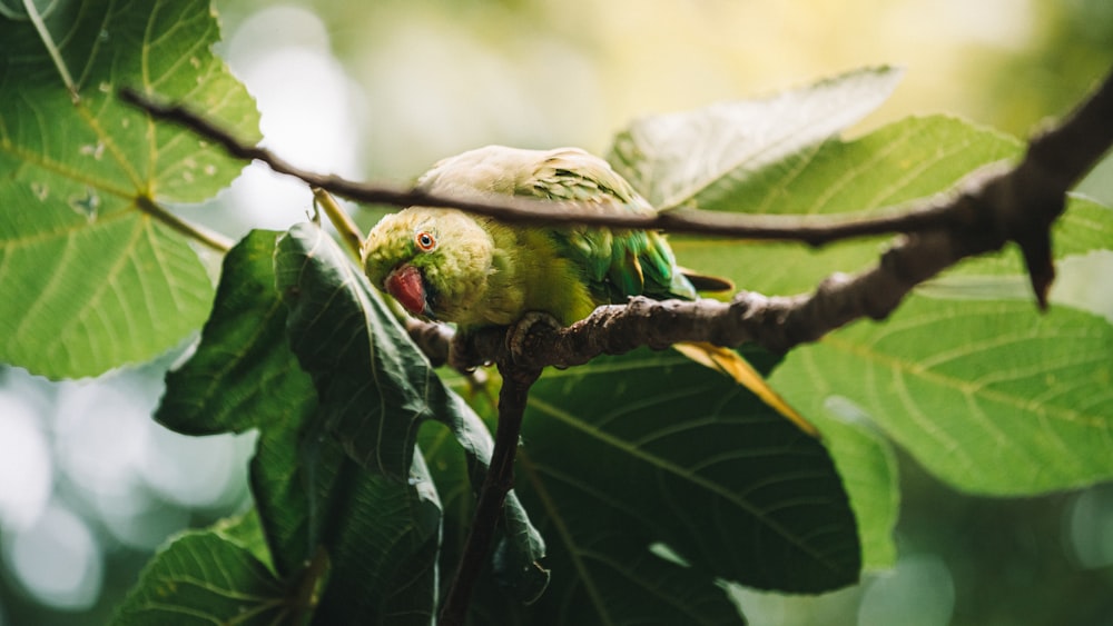 a couple of birds on a branch