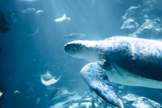 A large sea turtle swims gracefully in a clear blue aquatic environment, with rays of sunlight filtering through the water. Several smaller fish and marine creatures are visible in the background, adding depth to the scene.