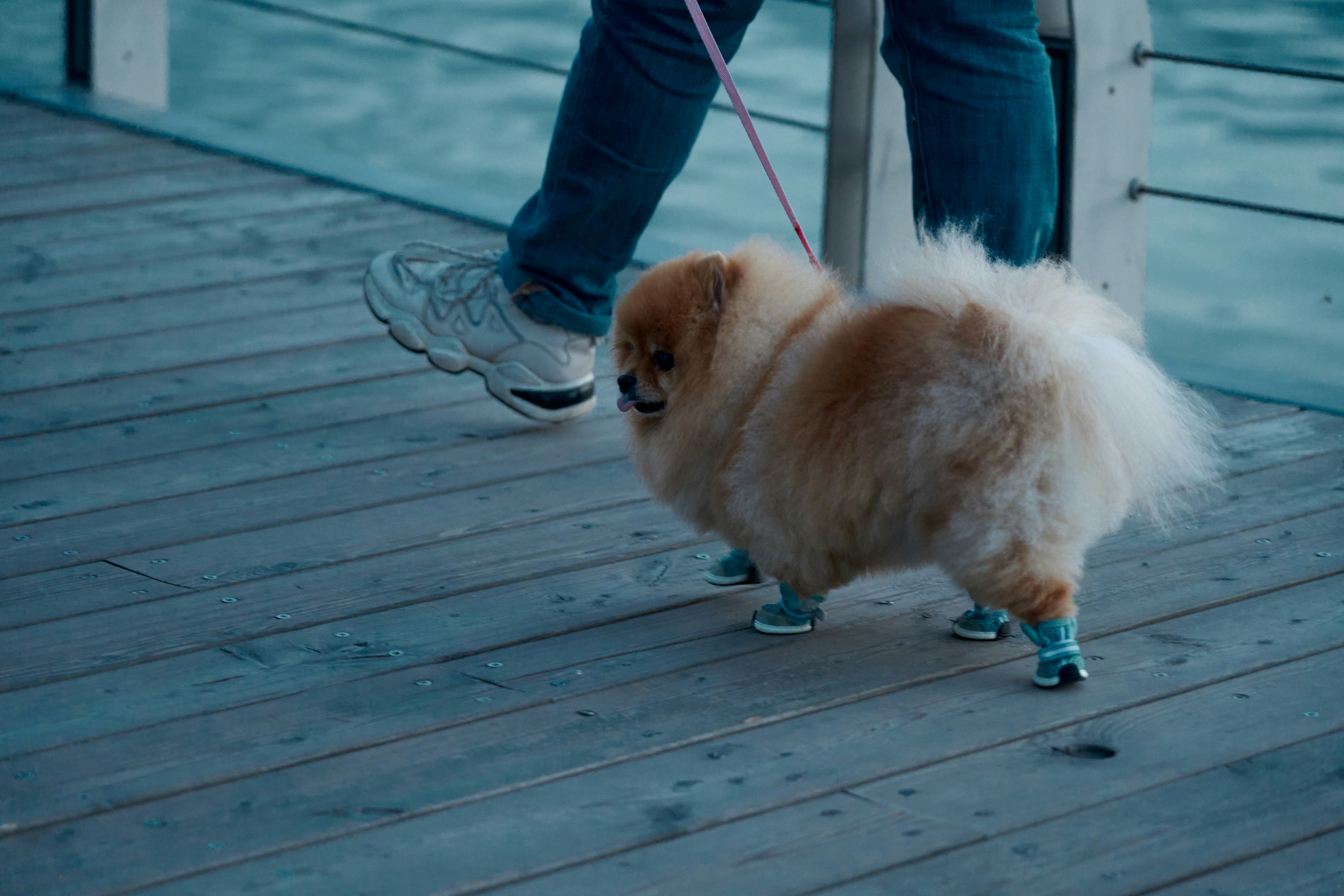 dog booties