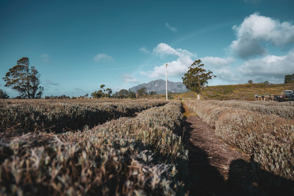 a dirt road with trees on the side