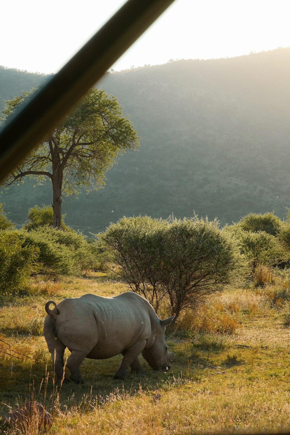 a rhinoceros in a field